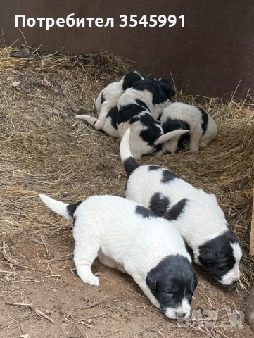 Кученца Каракачанка