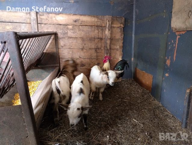продавам мъжки мини козле холандско джуджета родени през март тази година , снимка 3 - Кози - 54388957
