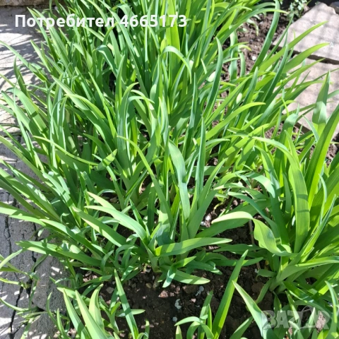 Хеморокалис  Градинско Цвете, снимка 5 - Градински цветя и растения - 54110783