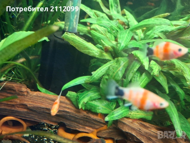 Тигрова плата 10бр , снимка 2 - Рибки - 53994076