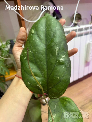 Hoya Хоя Elephant , снимка 3 - Стайни растения - 54920383