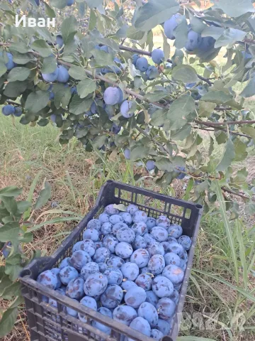 Продаваме сини сливи, снимка 3 - Домашни продукти - 55496494