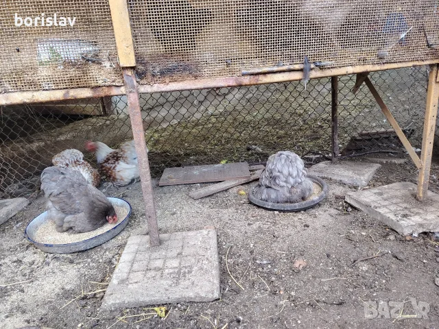 продавам яйца за лупене от мини кохин, снимка 2 - други­ - 55307297
