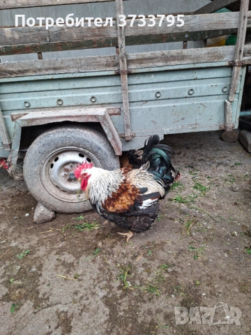 Катунец, снимка 3 - други­ - 54400545