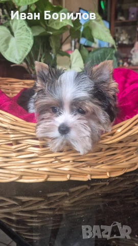 Biewer terrier 