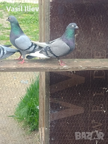 Има Бодан шанан Раде Матик кинчати 30 евро за бройка , снимка 6 - Гълъби - 54014636