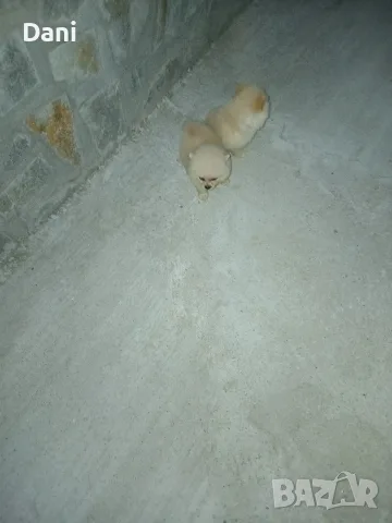 Mini Pomeran sladyri, снимка 4 - Померан - 55631937