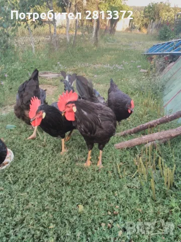 Петли Петел Черен Легхорн Leghorn