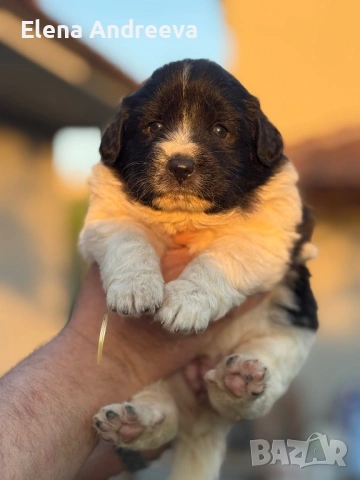 Продавам каракачански кученца с родословие, снимка 3 - Каракачанска овчарка - 54337910