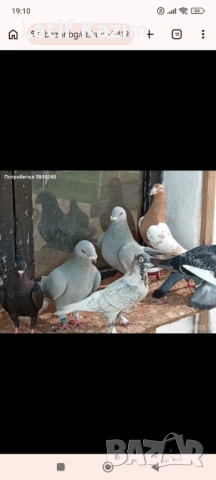 Гълъби * Блондинети * шов поста, снимка 7 - Гълъби - 54219905
