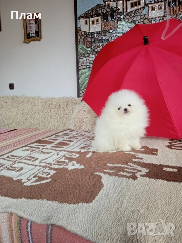 Мини бели мъжки и женски Померани., снимка 6 - Померан - 54100293
