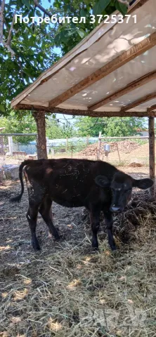 Продавам телета
