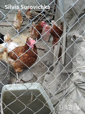 Кокошки и пилета