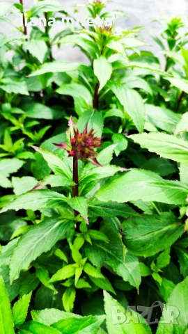 Лобелия Скарлет, Lobelia speciosa Starship Scarlet, студоустойчива и многогодишна, снимка 4 - Градински цветя и растения - 54724808