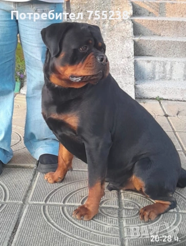 Ротвайлер разплод , снимка 6 - Ротвайлер - 54295206