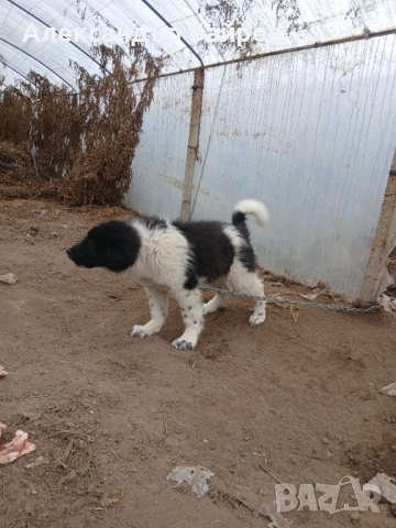 Каракачански кучета , снимка 5 - Каракачанска овчарка - 54327853