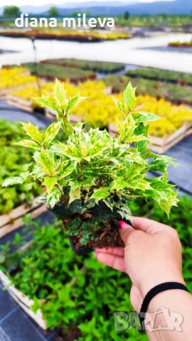 Османтус Гошики, Osmanthus heterophyllus Goshiki, снимка 9 - Градински цветя и растения - 54609924