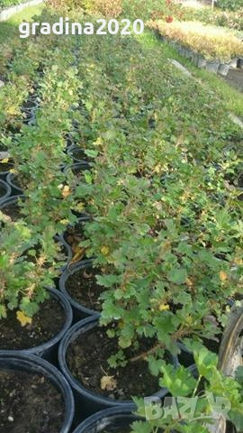 Цариградско грозде - Налични 3 вида , снимка 6 - Градински цветя и растения - 27437698