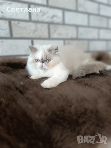 Персийско коте 😻💙