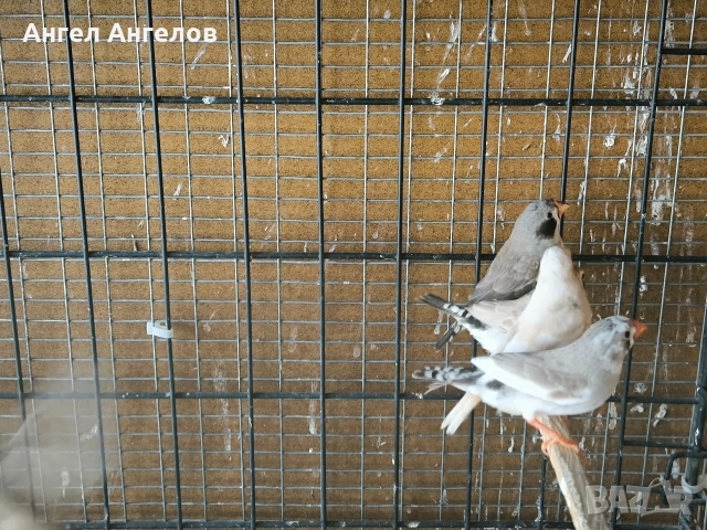 зеброви амадини , снимка 4 - Амадини - 54695097