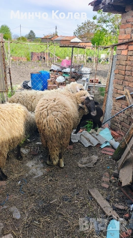Продавам 2бр.кочове, снимка 3 - Други животни - 54413735