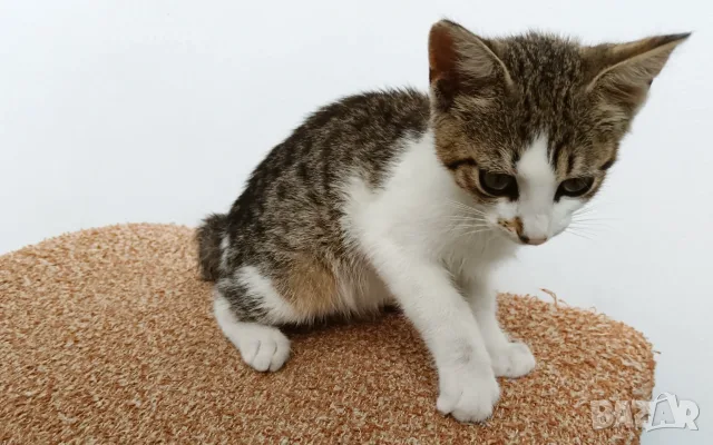 Подарявам малко котенце - момченце, снимка 7 - Други - 55308175