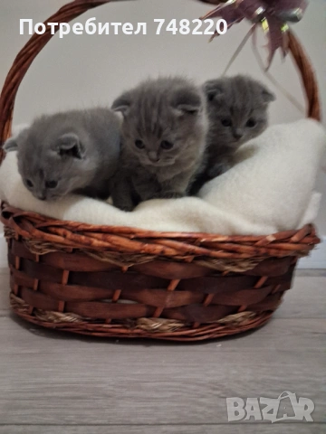 Шотландски клепоухи котета, снимка 5 - Други - 54306641