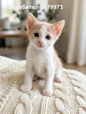 Подаряват се котенца, снимка 2 - Други - 55627415