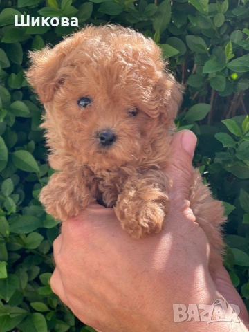 Малтипу пудел, снимка 4 - Пудели - 54305764