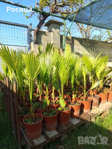 Палми Вашингтония ( Washingtonia ) 100-110 см - Цена 12.99 €