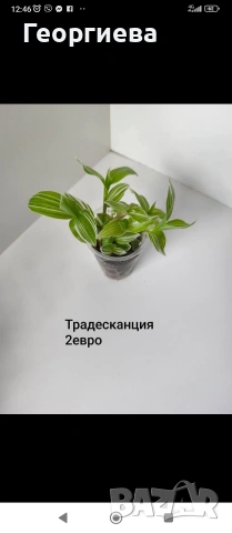 декоративно листни растения , снимка 3 - Стайни растения - 54615459