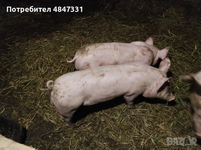 Прасе, снимка 6 - Прасета - 54818809