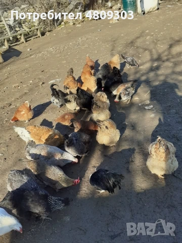 Селски кокошки, снимка 9 - Кокошки и пуйки - 54326302