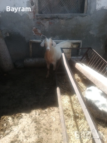 продавам ярета 