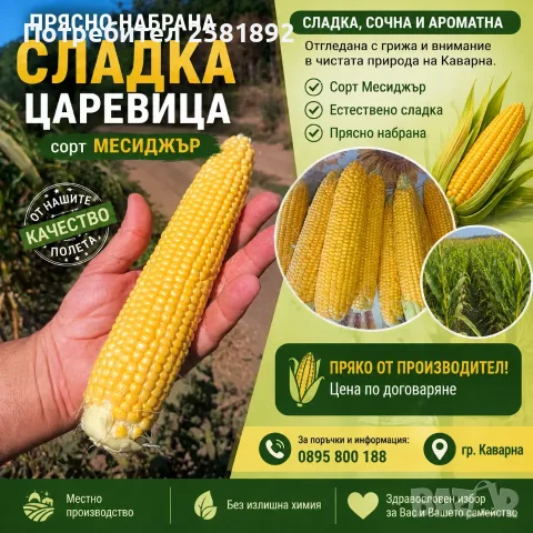 Сладка царевица