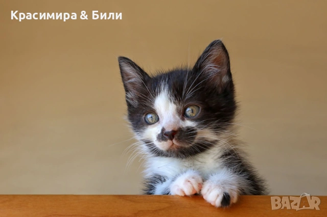 Малки котенца търсят дом, снимка 8 - Други - 54719885