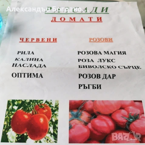 Продавам качествен разсад домати и краставици, от дългогодишен производител! , снимка 11 - Разсади - 54120427