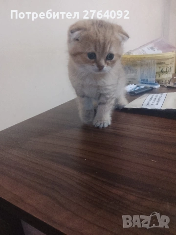 продавам шотландски клепоухи котета мъжки, снимка 9 - Чинчили - 55268890