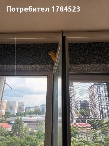 Пойни папагали с клетки , снимка 16 - Папагали - 55136795