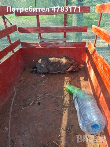 Зайци пеперуда и великан, снимка 5 - Други животни - 54326738