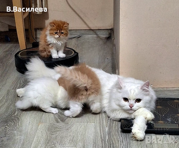 Ангорска котка-женска, снимка 2 - Ангорски - 55162808
