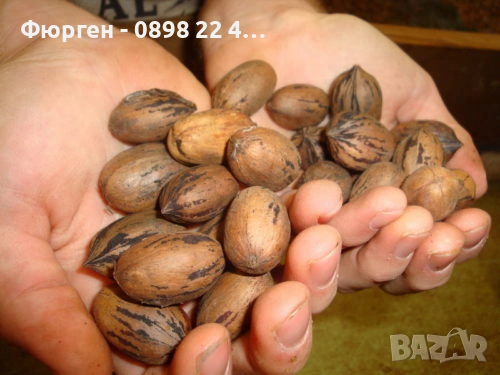  Орех Пекан - Фиданки , снимка 2 - Разсади - 47897202