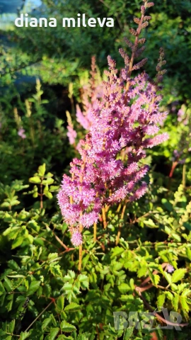 Астилбе, Astilbe, многогодишно за сянка!!, снимка 9 - Градински цветя и растения - 55288069