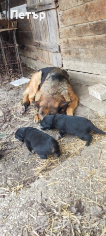 Подарявам кученца, снимка 2 - Немска овчарка - 54045773