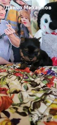 малки мини йоркита , снимка 2 - Йоркширски териер - 54030812