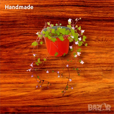 Стенна цимбалария / "  Око против уроки", снимка 2 - Градински цветя и растения - 53782107