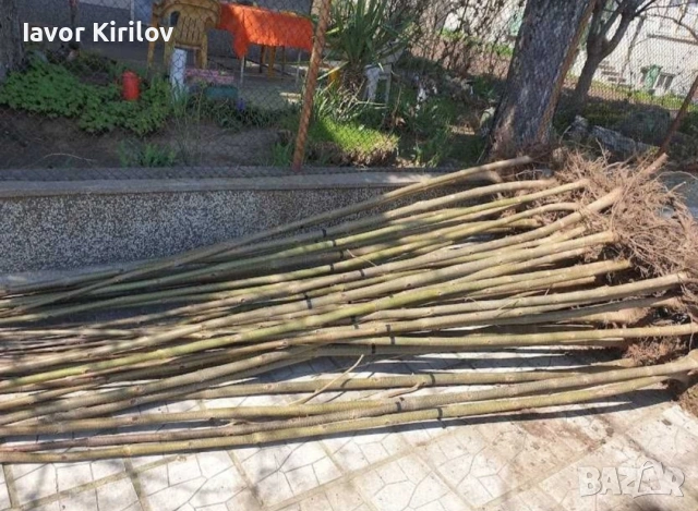 Пауловния , снимка 9 - Разсади - 53951168