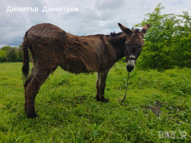 магаре , снимка 3 - Други - 54583791