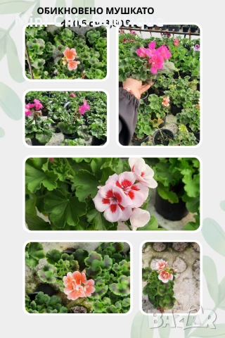 ОБИКНОВЕНО МУШКАТО – красиво, здраво и богато цъфтящо в саксия ф 10,5 см