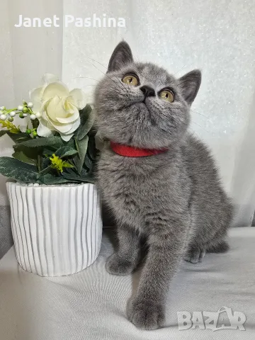 Клепоухи шотландски котета , снимка 5 - Британска късокосместа - 50742620